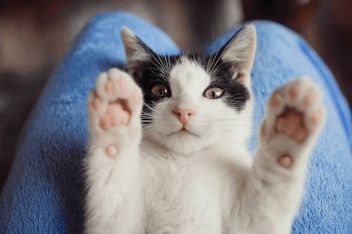 Jogos com Gatinhos – Dicas de como seu peludo pode se divertir