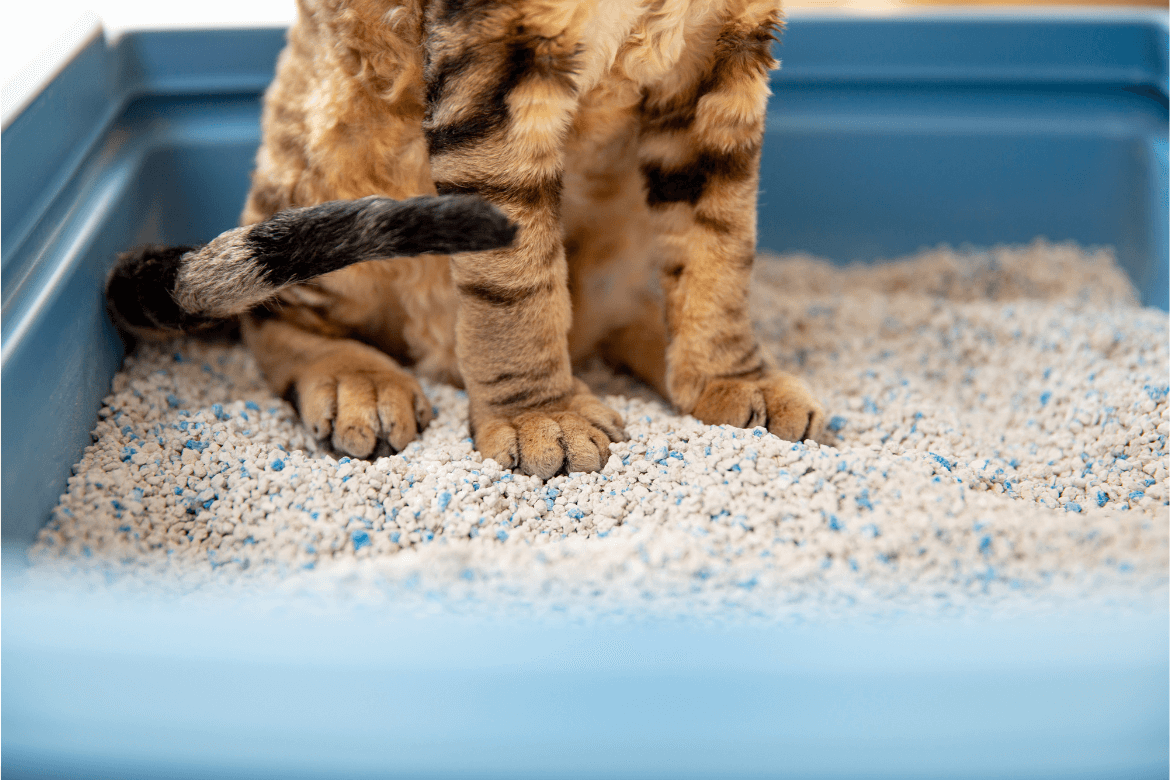 Como ensinar o gato a usar a caixa de areia? 