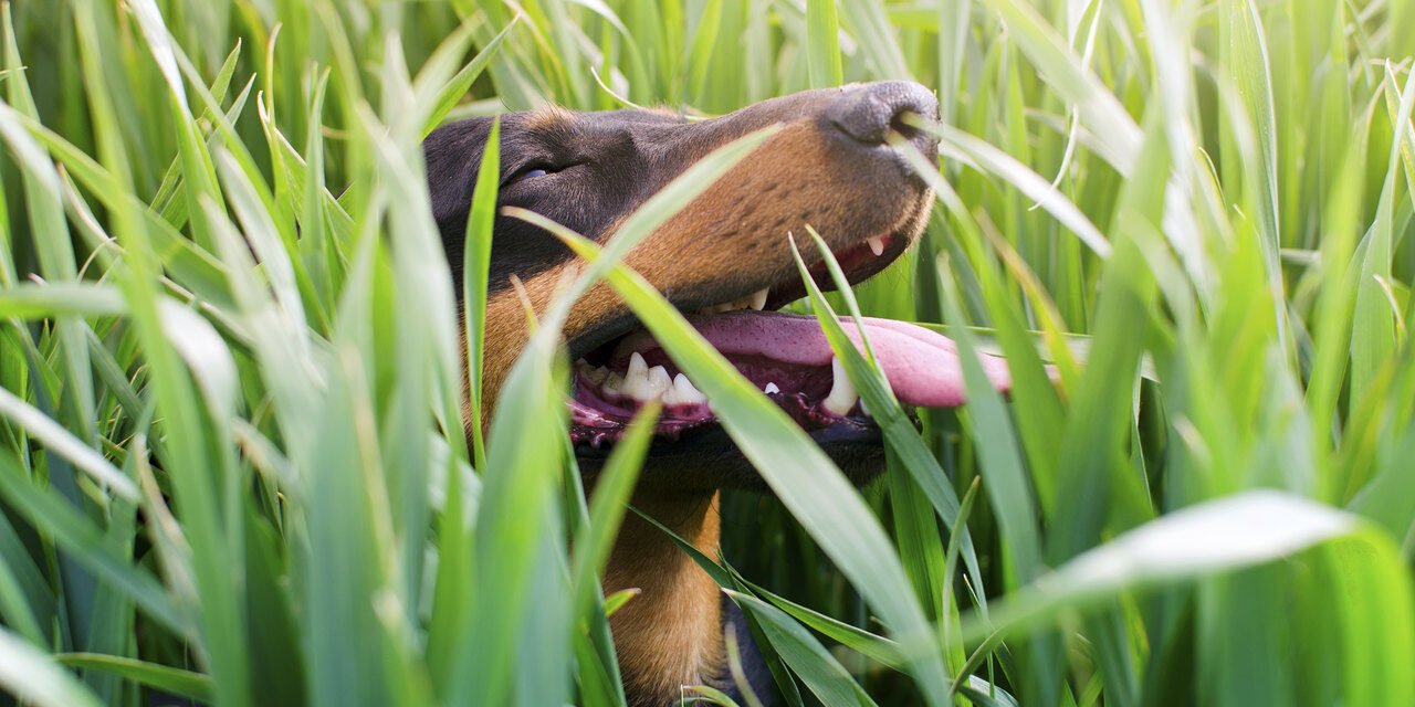 Por que cachorro come grama?