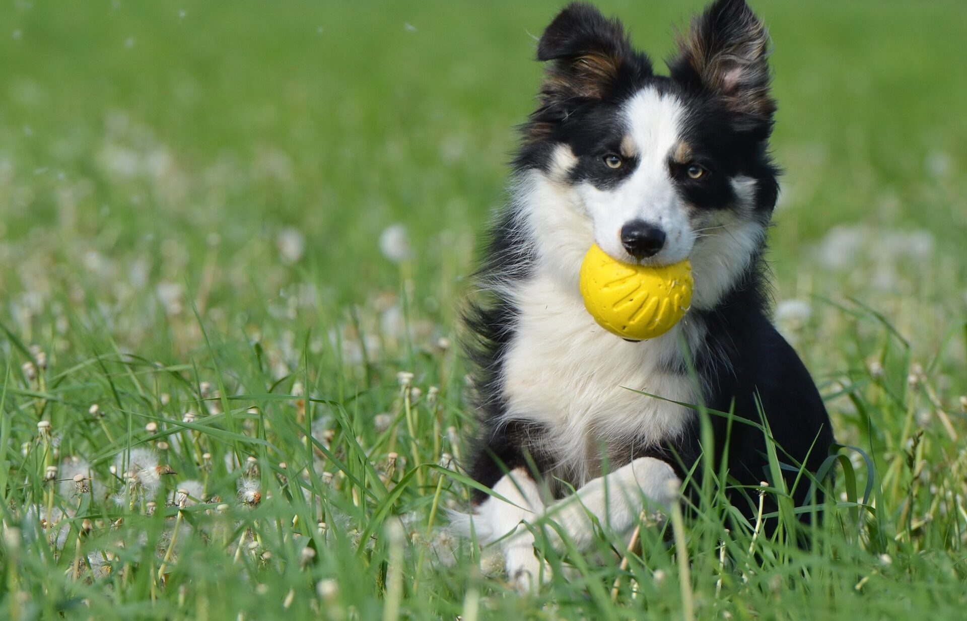 Por que os cães amam brinquedos com barulho?