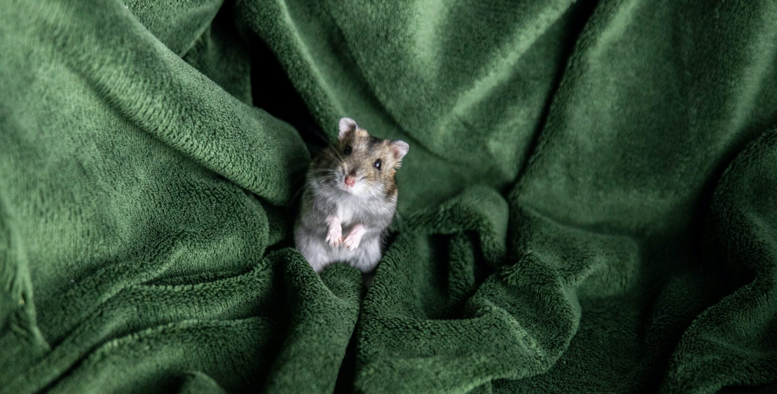 Hamster hibernando: cuidado no inverno.