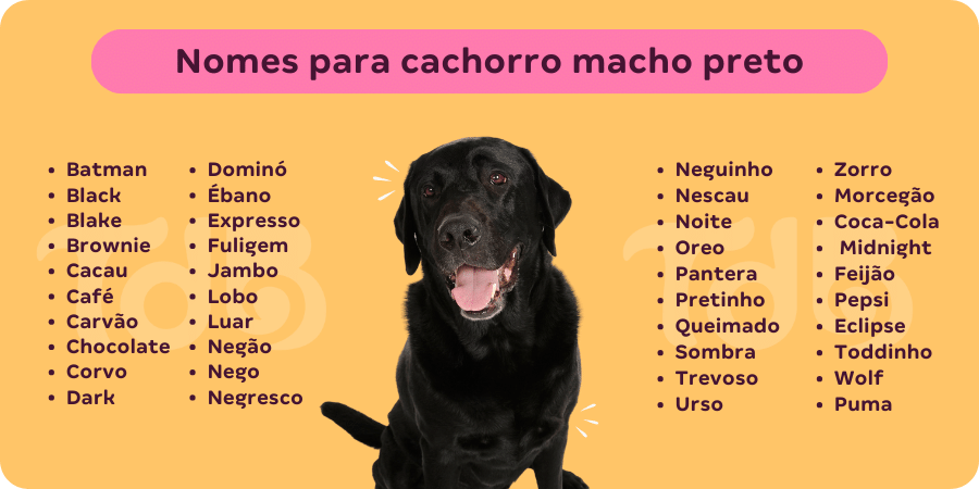 Nomes masculinos de cachorro: 501 opções para o seu cão!