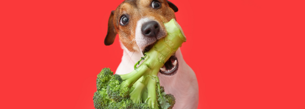 Pets podem ter uma alimentação vegetariana?