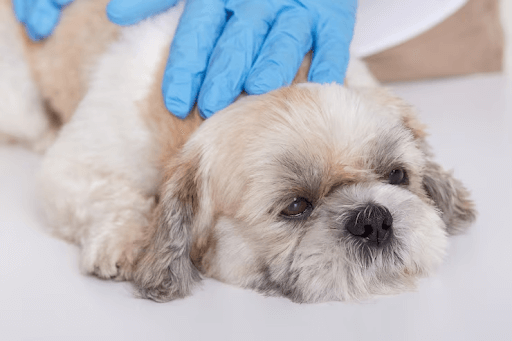 Foto de cachorro triste com suspeita de febre maculosa