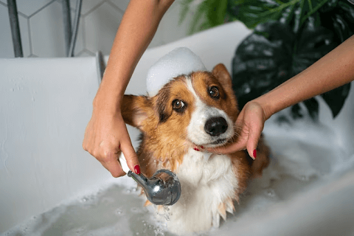 Foto de cão tomando banho após usar remédio para carrapato em cachorro
