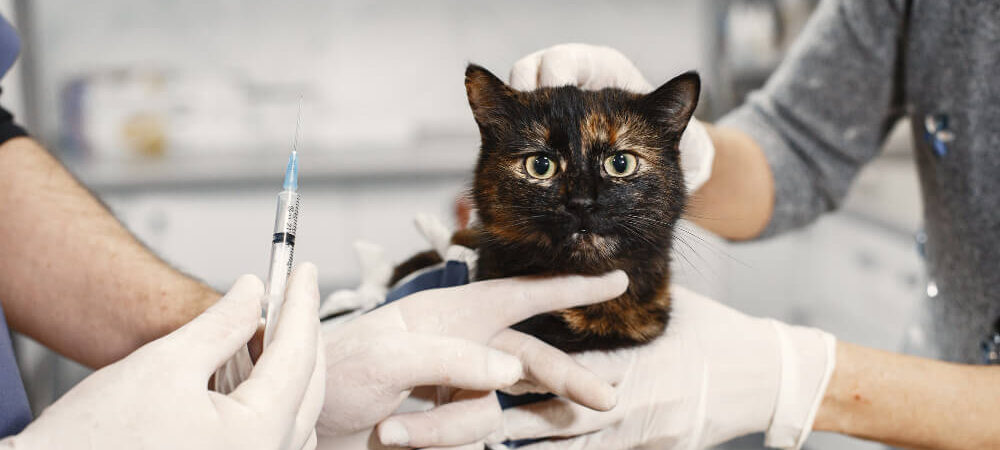 Foto de gato tomando prestes a tomar vacina