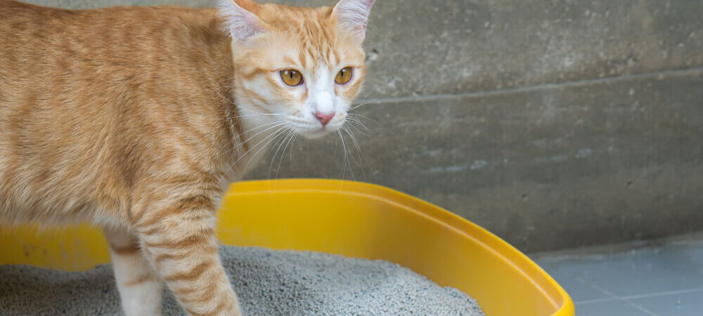 Foto de gatinho na caixa de areia com urina de gato