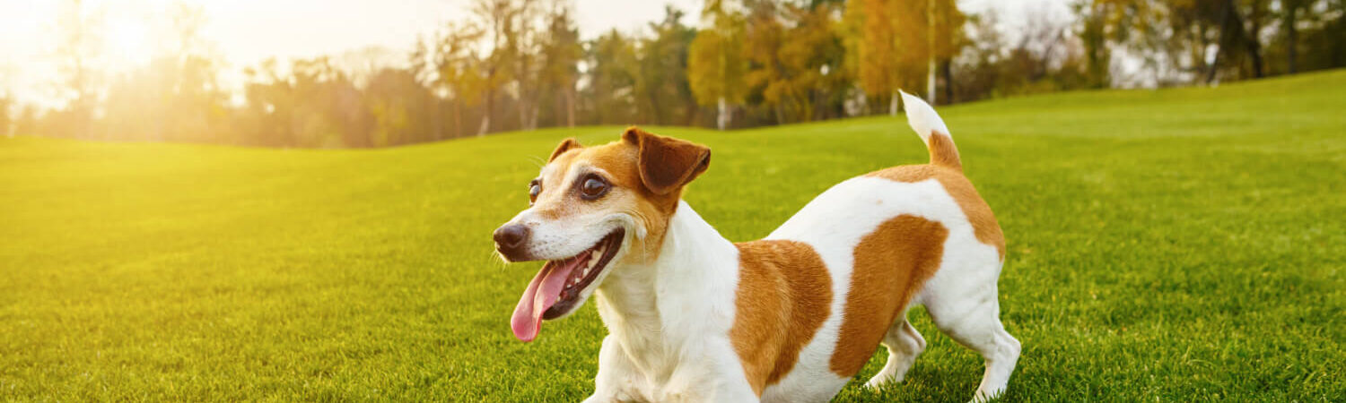 Veja os 10 Hábitos para Manter seu Cachorro Saudável  Lindos filhotes de  cachorro, Cachorro, Cachorrinhos fofinhos