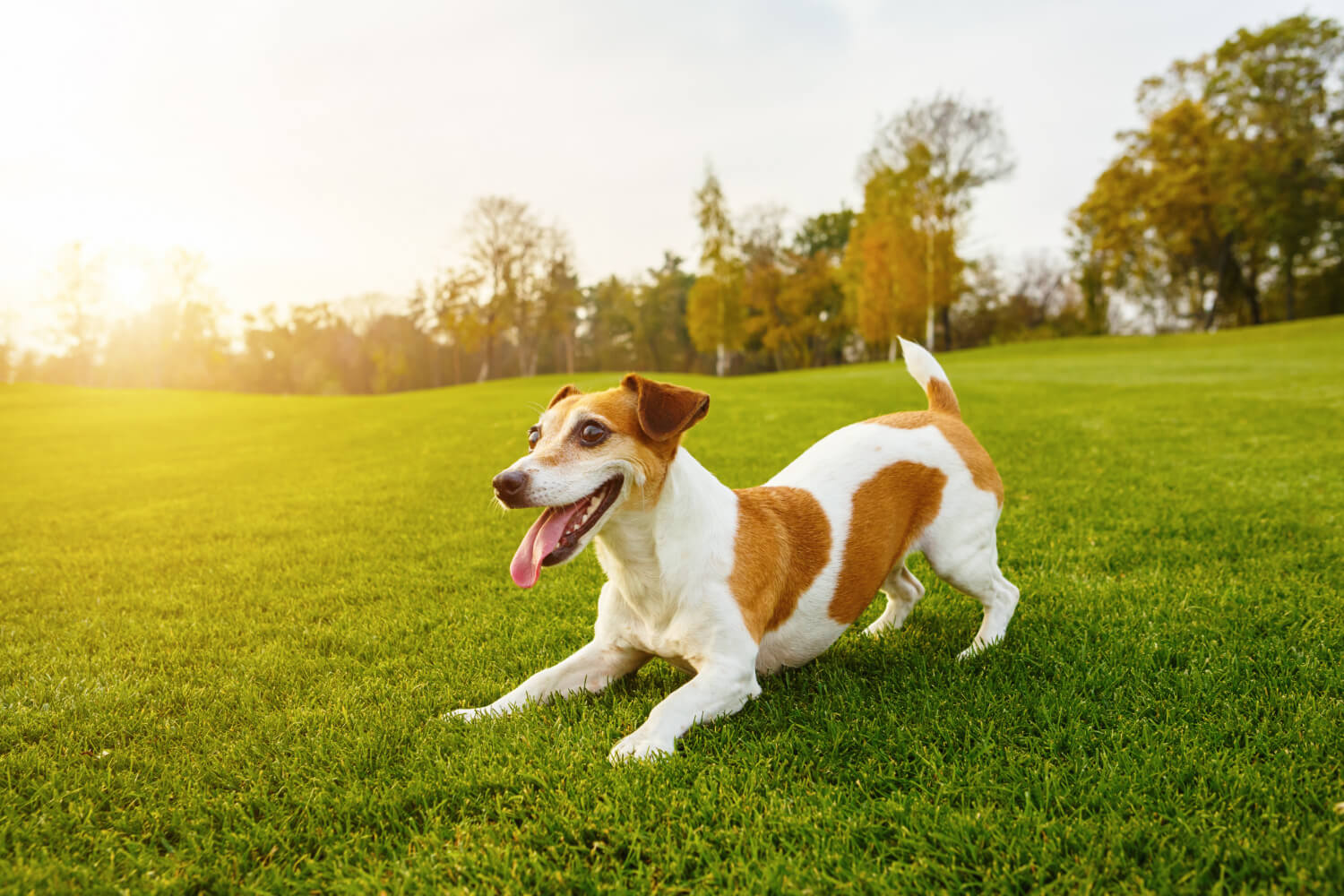 Nomes de cachorros com a letra M - bonitos e originais