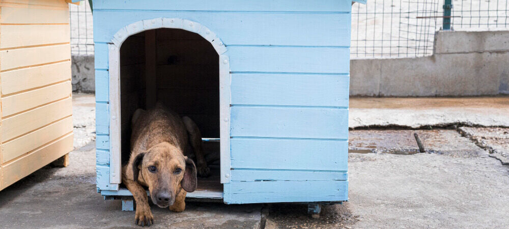 cão saindo de uma casinha de cachorro de madeira