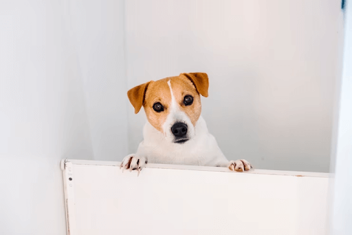 Portão para cachorro: como escolher o modelo ideal?