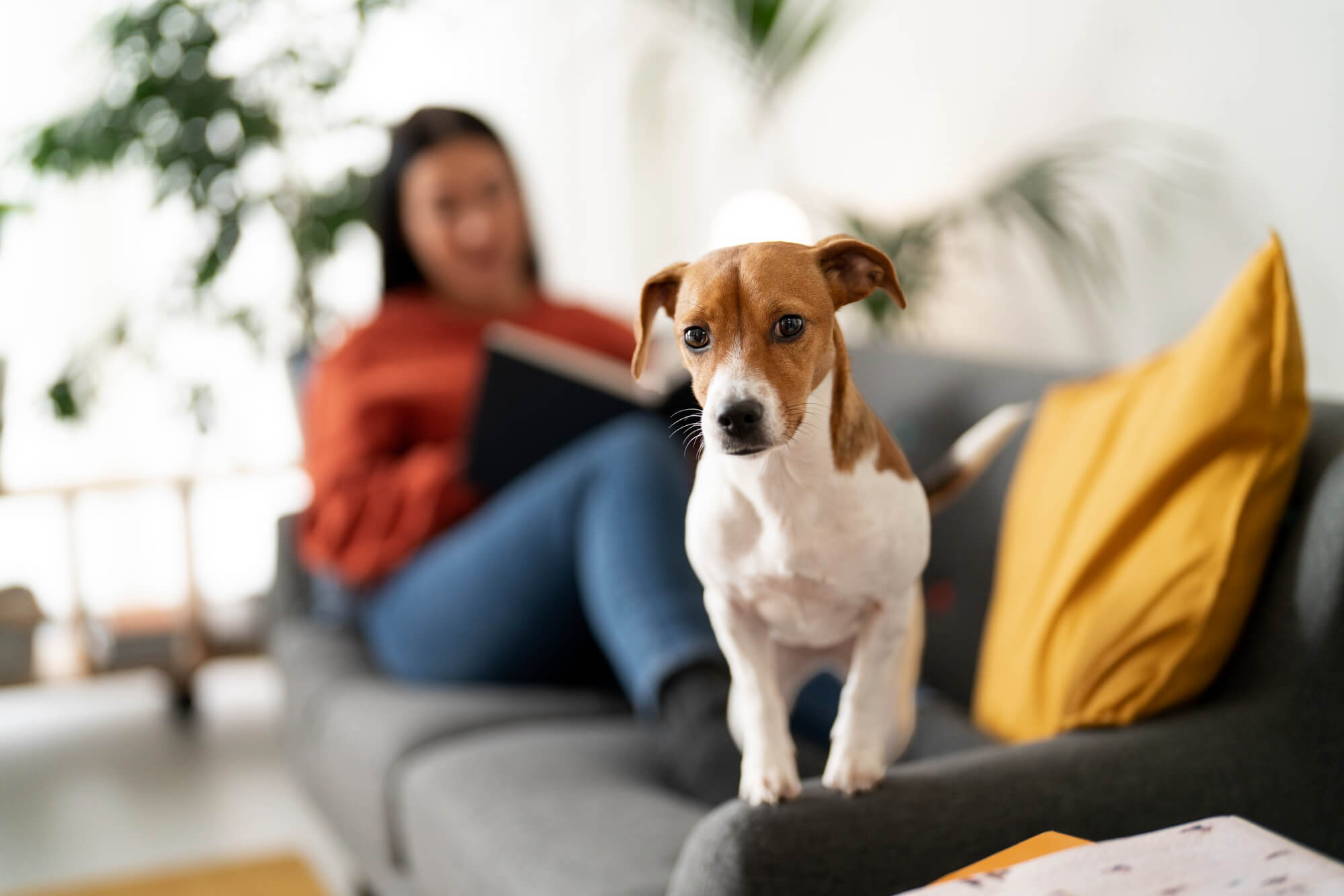 Raças de cães para apartamento: conheça as mais indicadas
