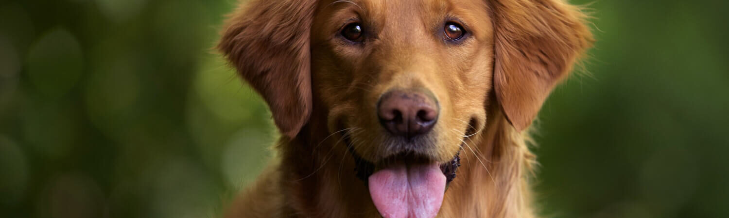 Foto de um cachorro da raça Golden Retriever