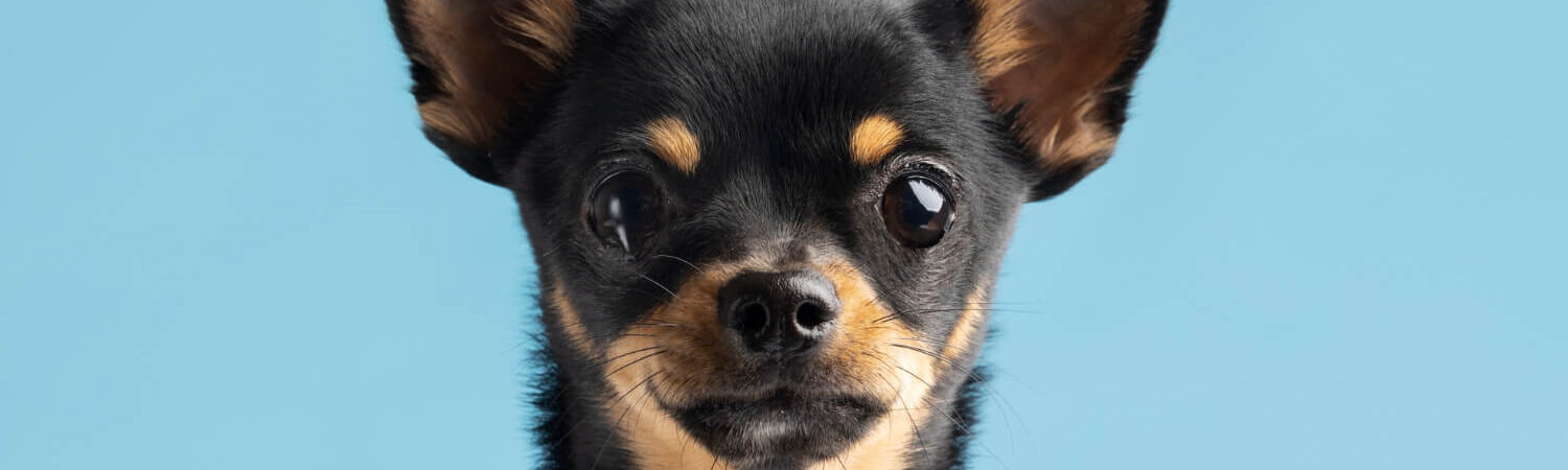Foto de um cachorro da raça Chihuahua