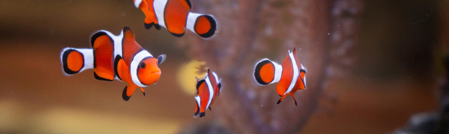 Foto de quatro peixes-palhaço nadando