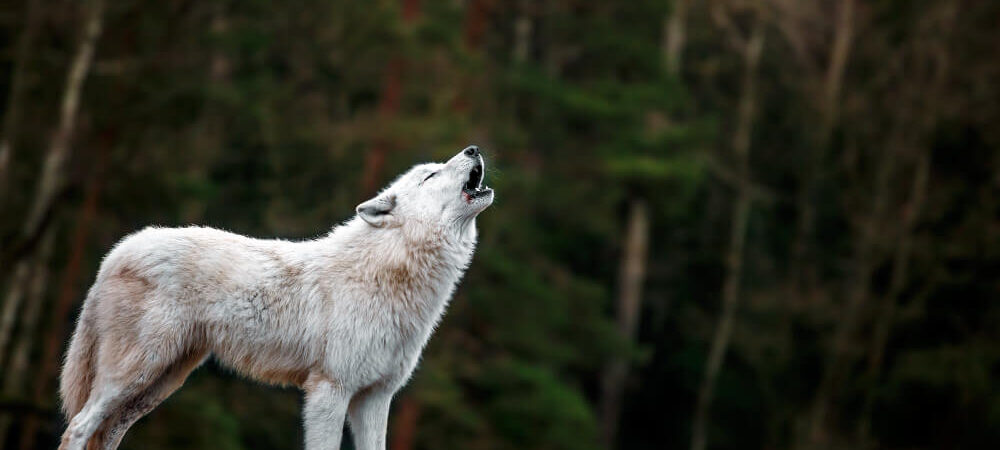 lobo do ártico uivando, comportamento adotado pelos cães, que amam ter uma casinha de cachorro