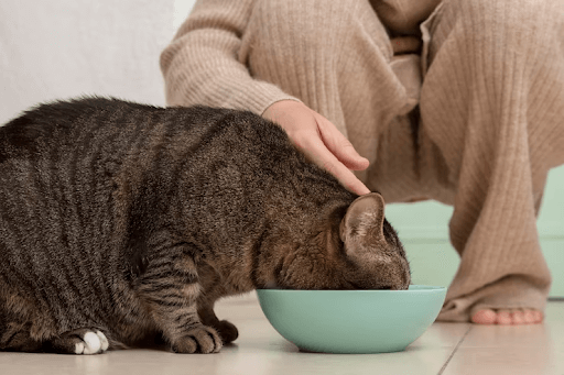 Foto de um gato comendo ração ao lado de sua tutora