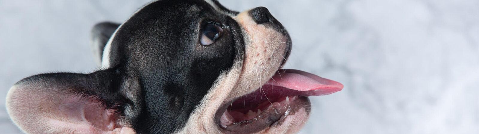 Veja os 10 Hábitos para Manter seu Cachorro Saudável  Lindos filhotes de  cachorro, Cachorro, Cachorrinhos fofinhos