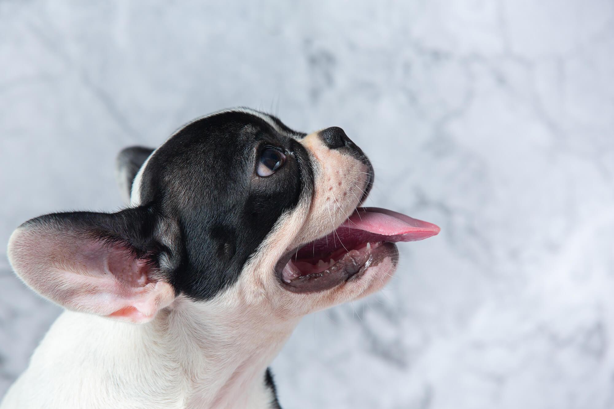 Cachorro sem dente: entenda os cuidados que você deve ter