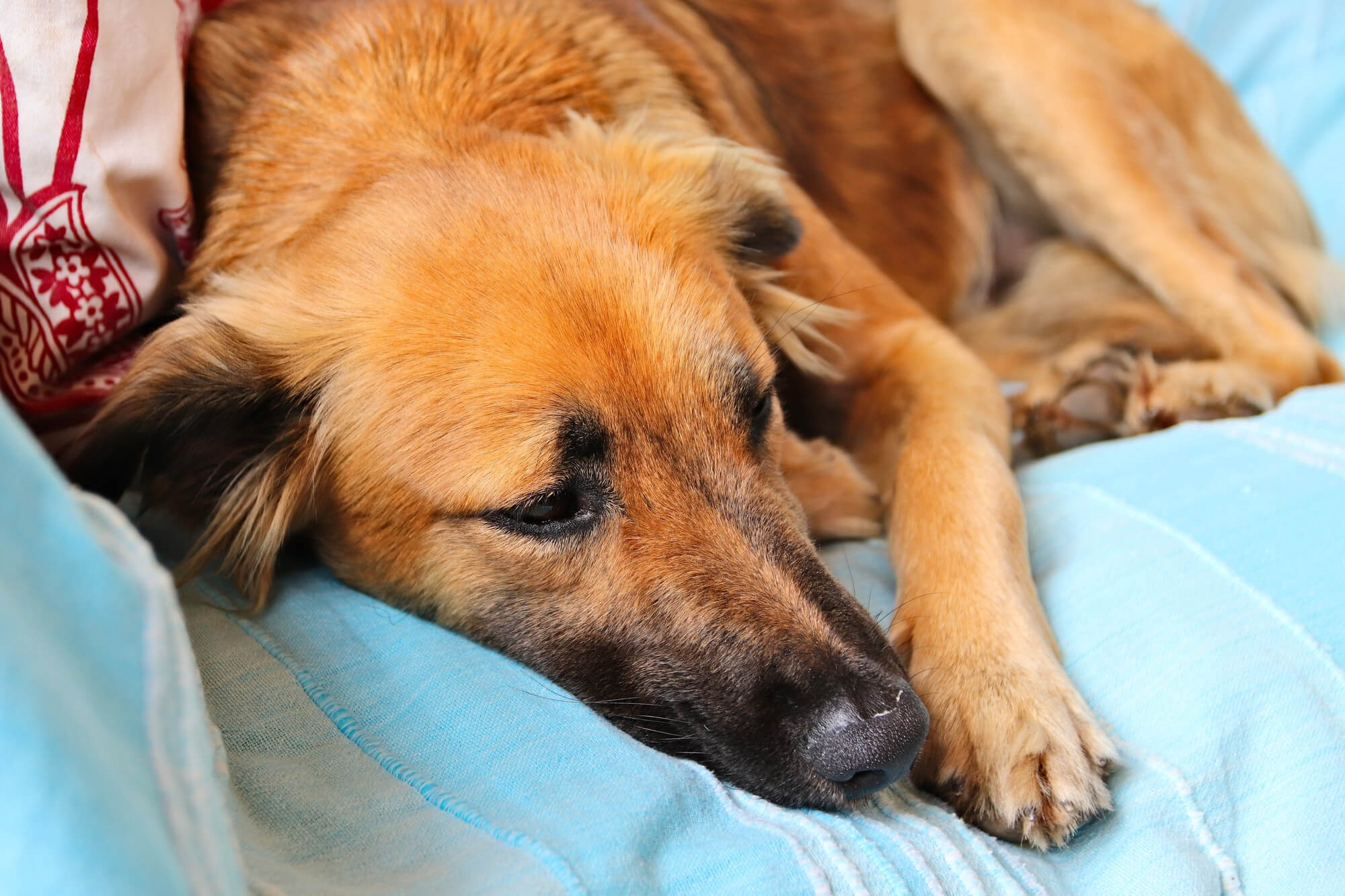 Foto de cão idoso marrom doente deitado no sofá
