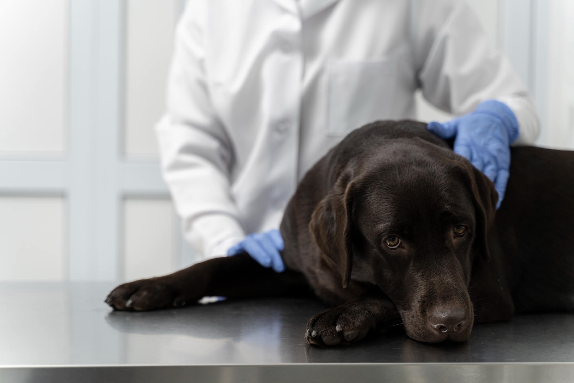 Foto de um cachorro no veterinário com suspeita de ter sido infectado por vermes
