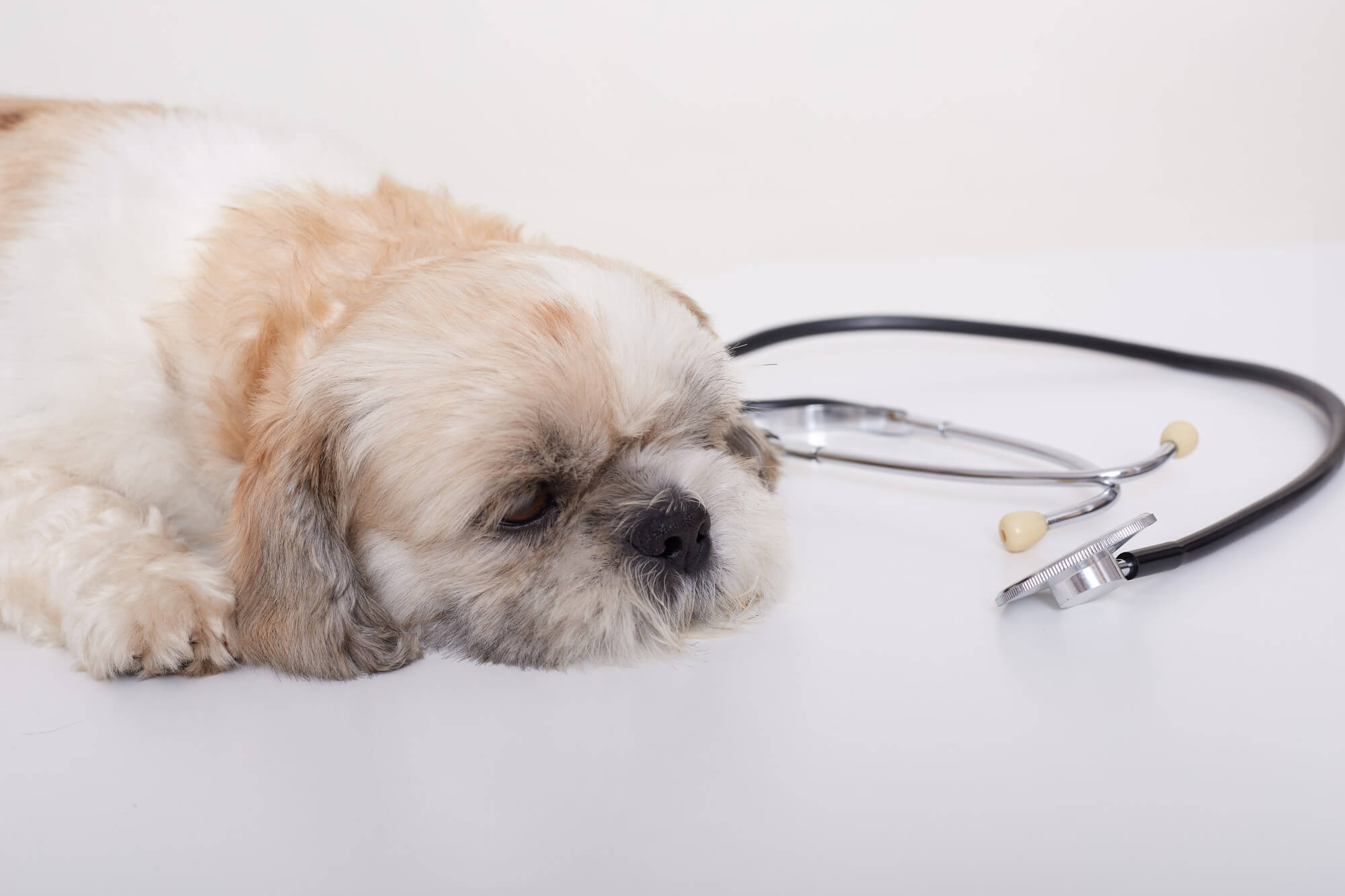 Verme em cachorro: riscos, diagnóstico e como tratar