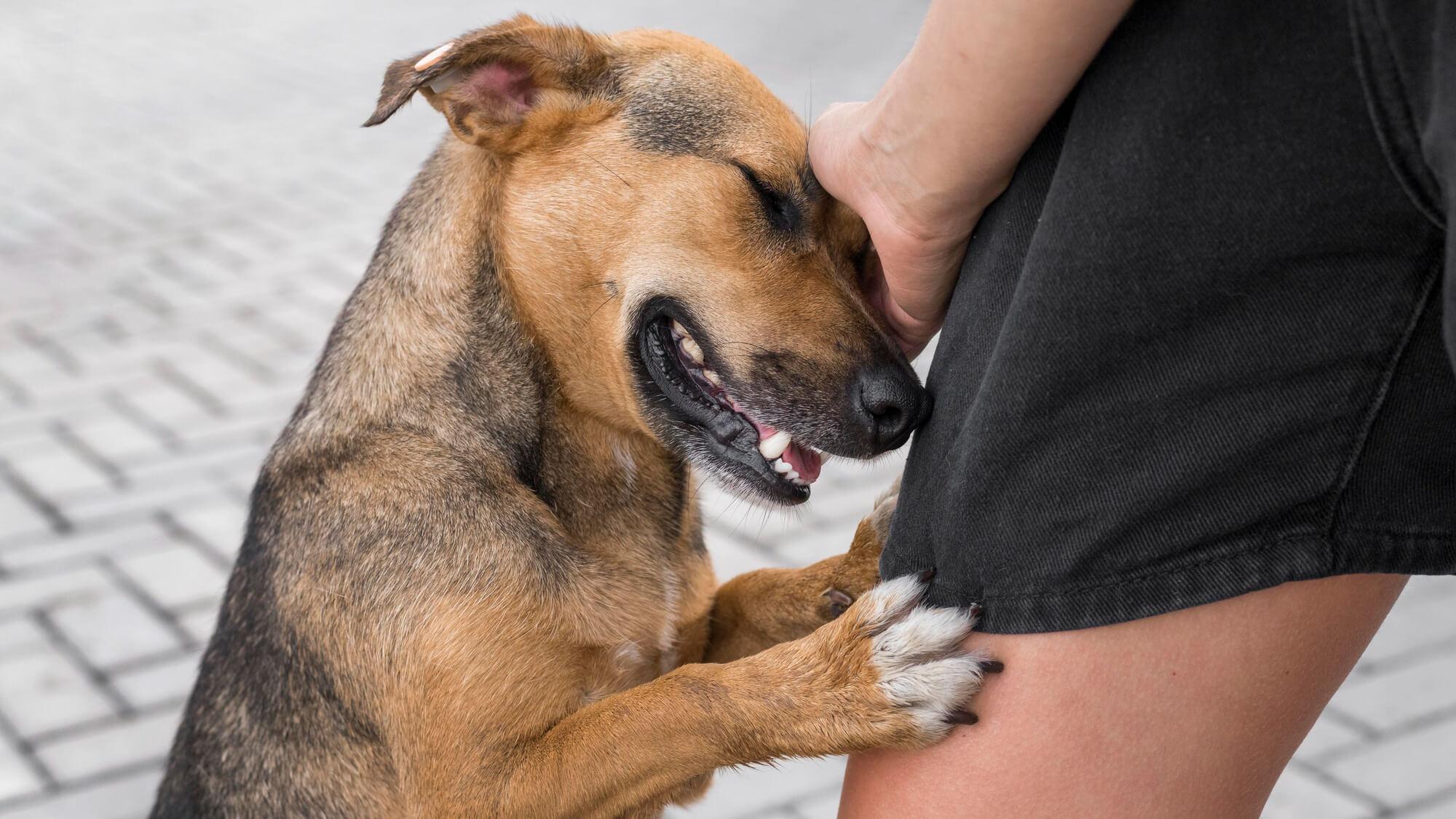 Foto de um cachorro vira-lata recebendo carinho na cabeça