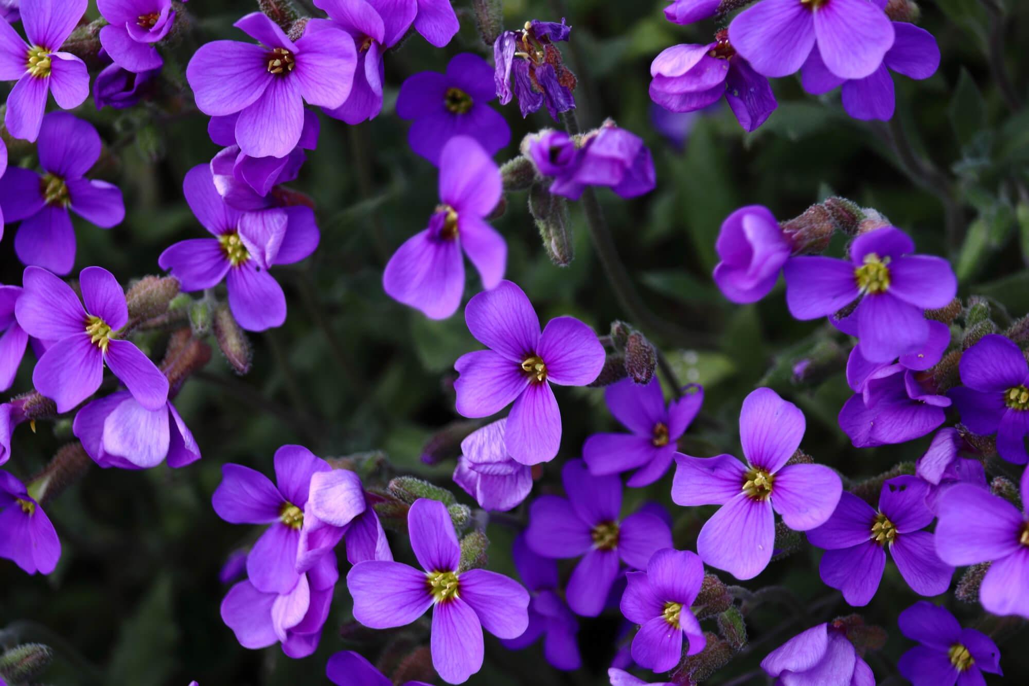 Foto de violetas