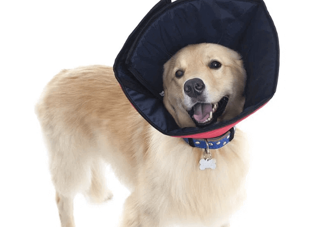 Foto de um cachorro com colar elizabetano 