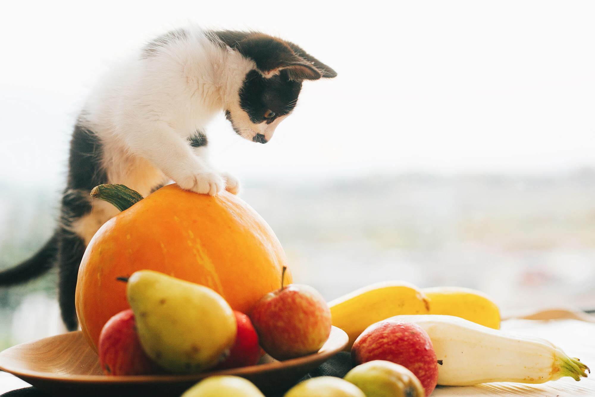Foto de um gato próximo de frutas e legumes 