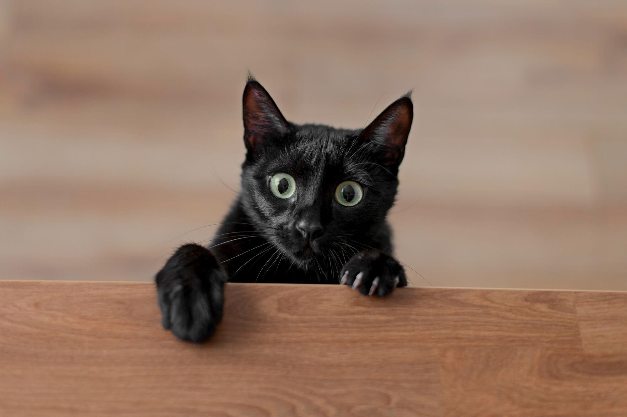 Gato preto dá azar? Conheça a origem desse mito
