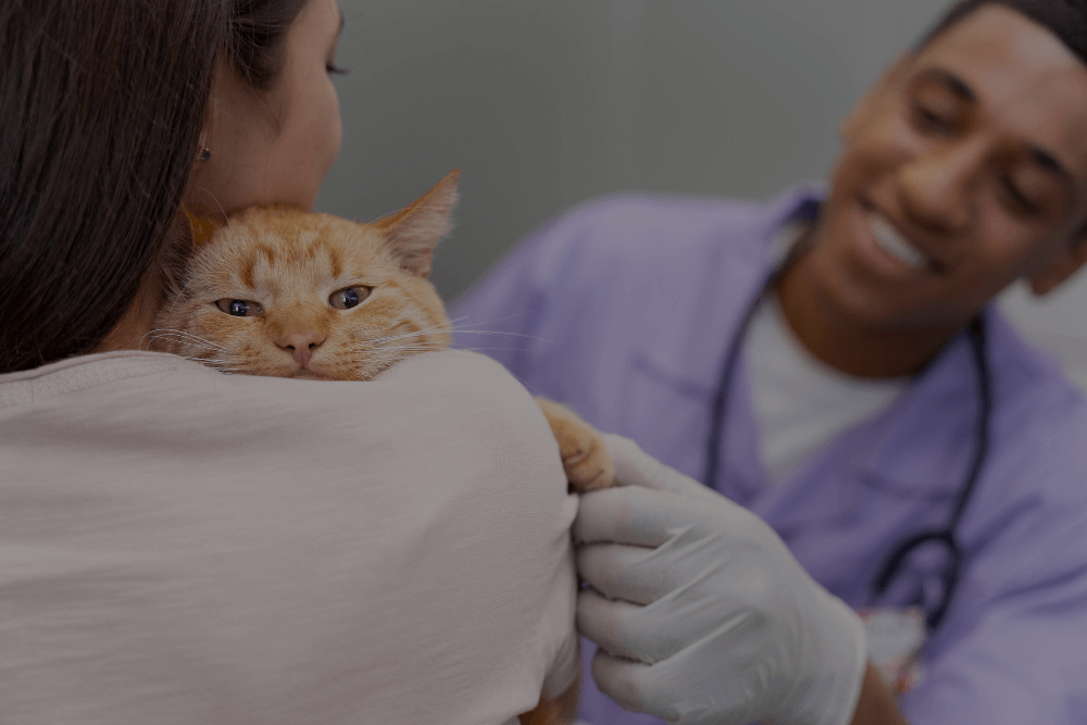 Doenças de gato: saiba quais são as 10 mais comuns