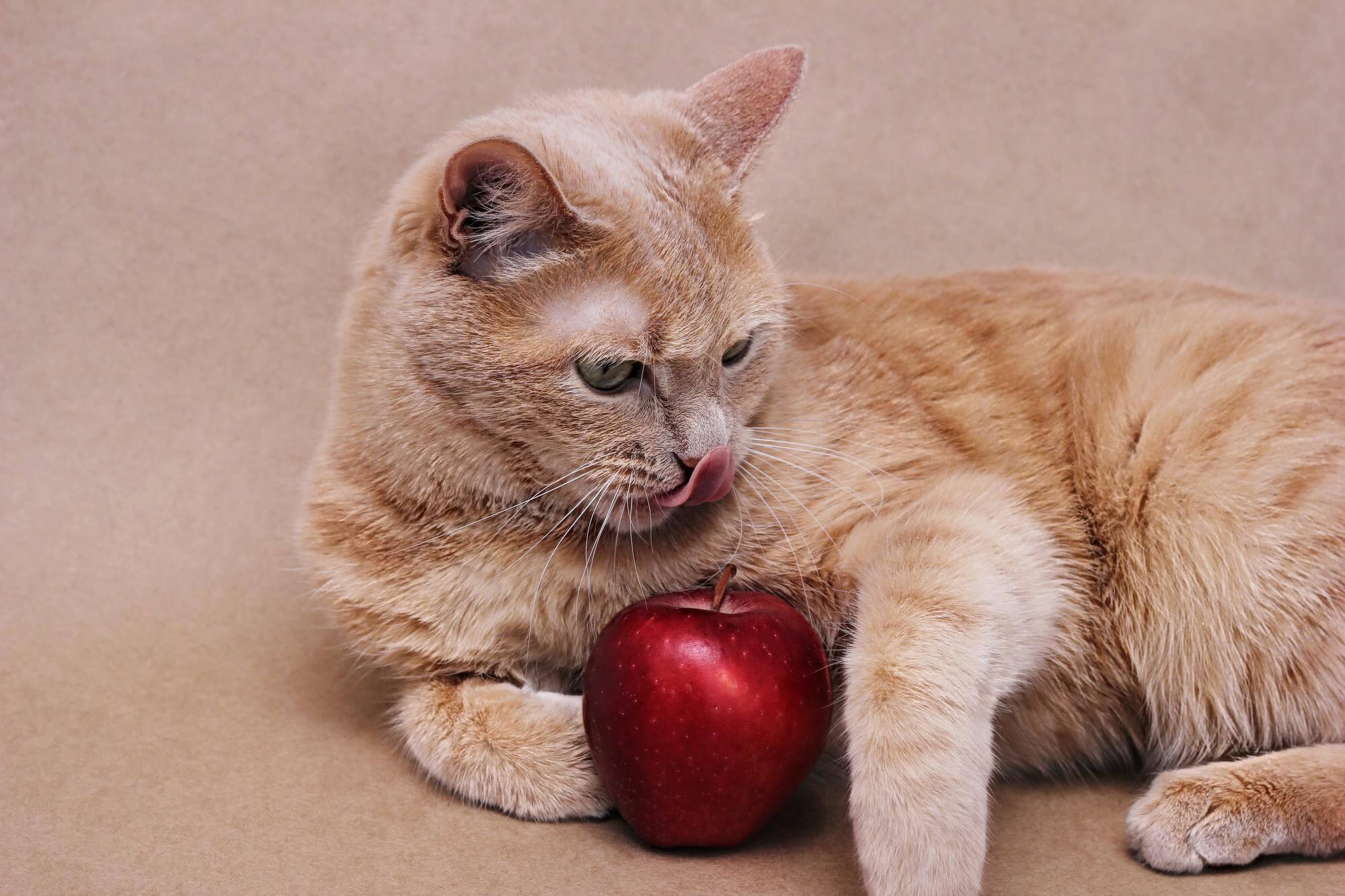 Foto de um gato comendo uma maçã
