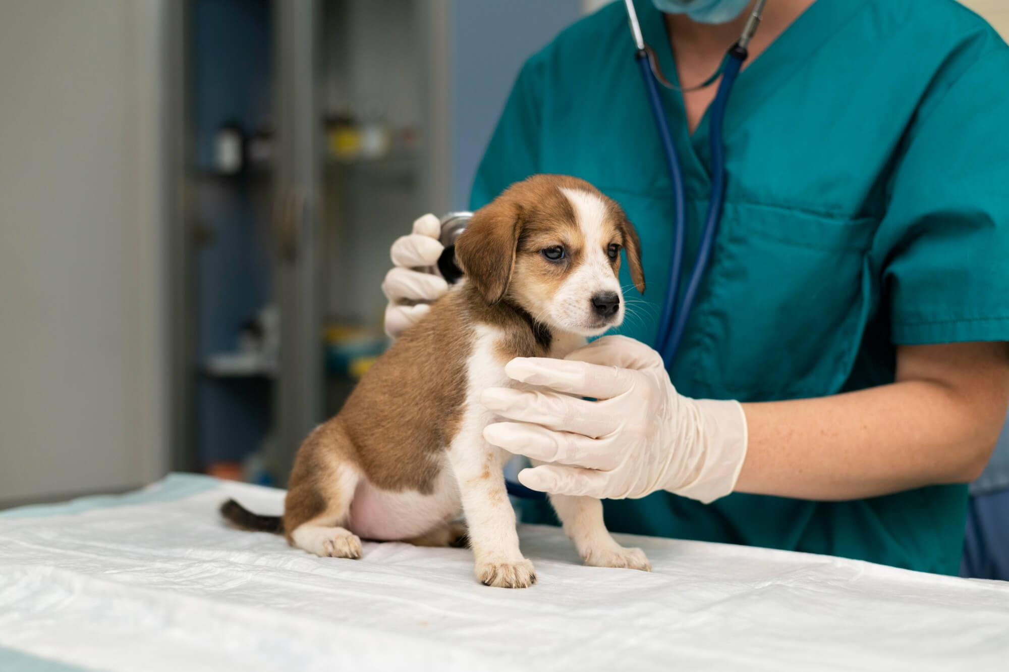 Cinomose canina tem cura? Entenda os riscos da doença