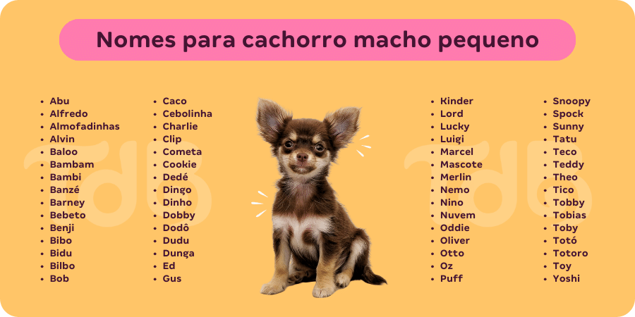 Nomes masculinos de cachorro: 501 opções para o seu cão!