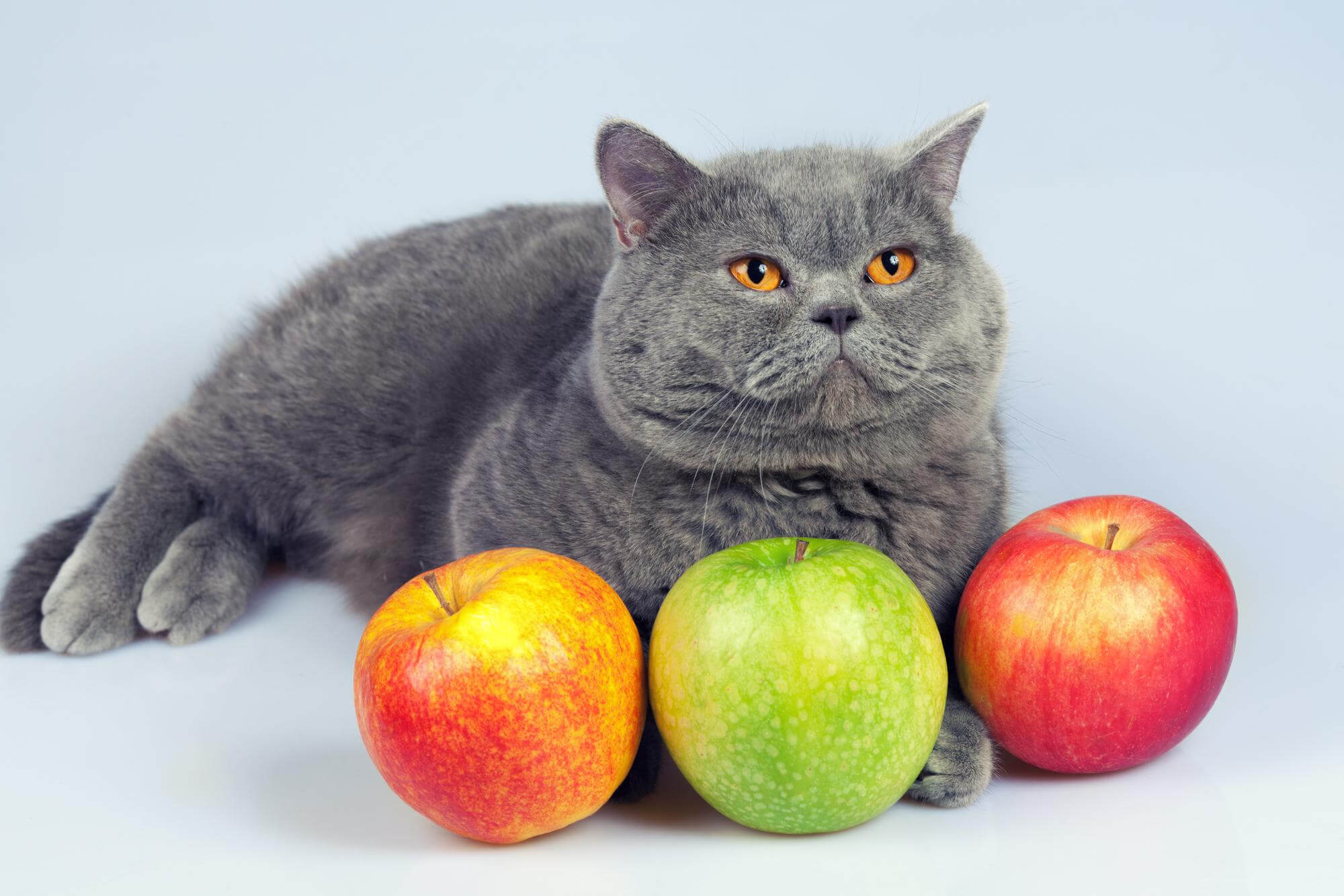 Como identificar um gato obeso?