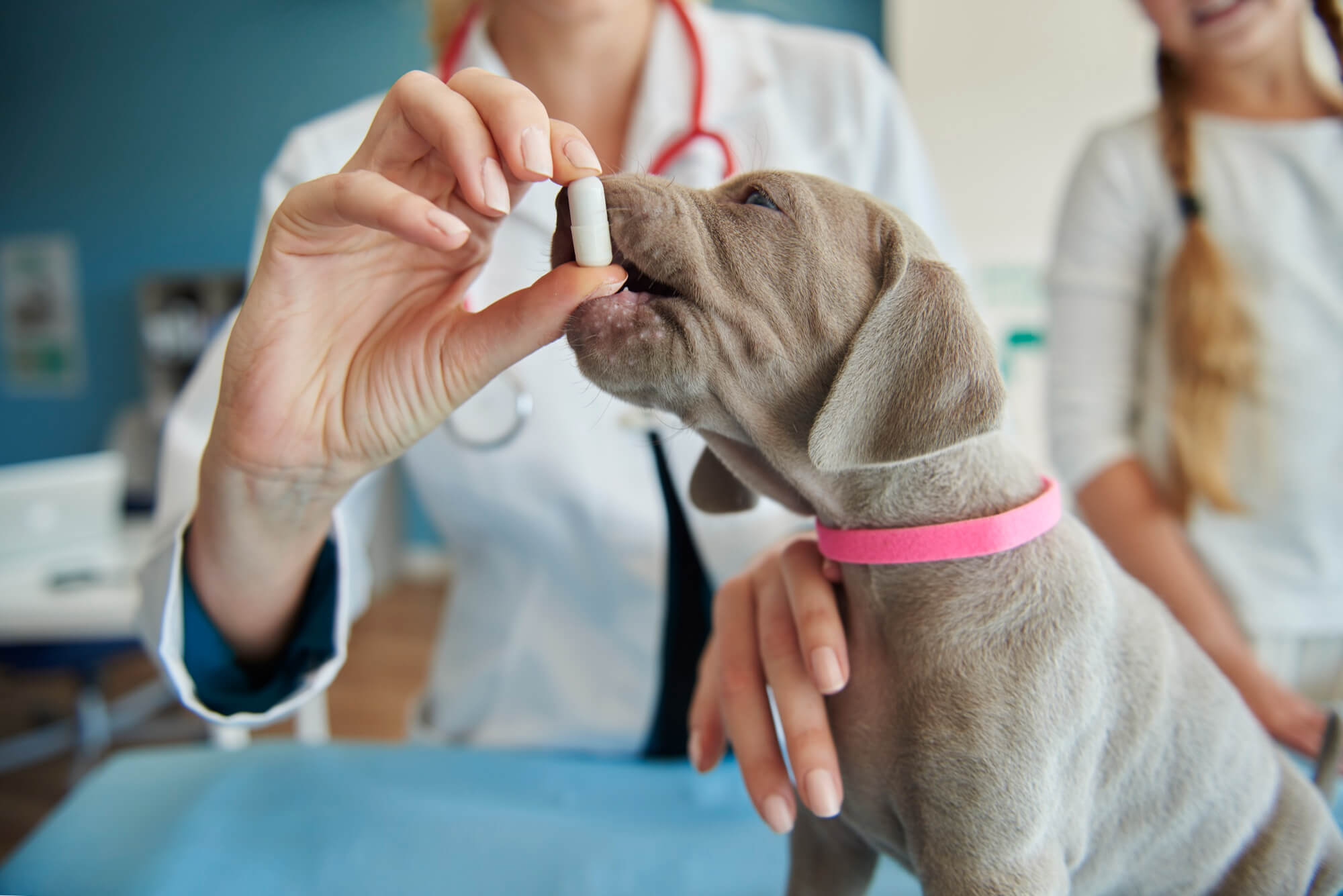 A imagem mostra uma veterinária segurando um comprimido com uma das mãos e com a outra apoiada em um cachorro marrom com coleira pink.