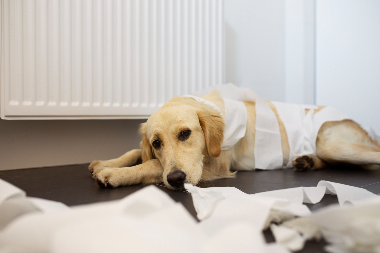 Cachorro com diarreia: causas, sintomas e tratamentos