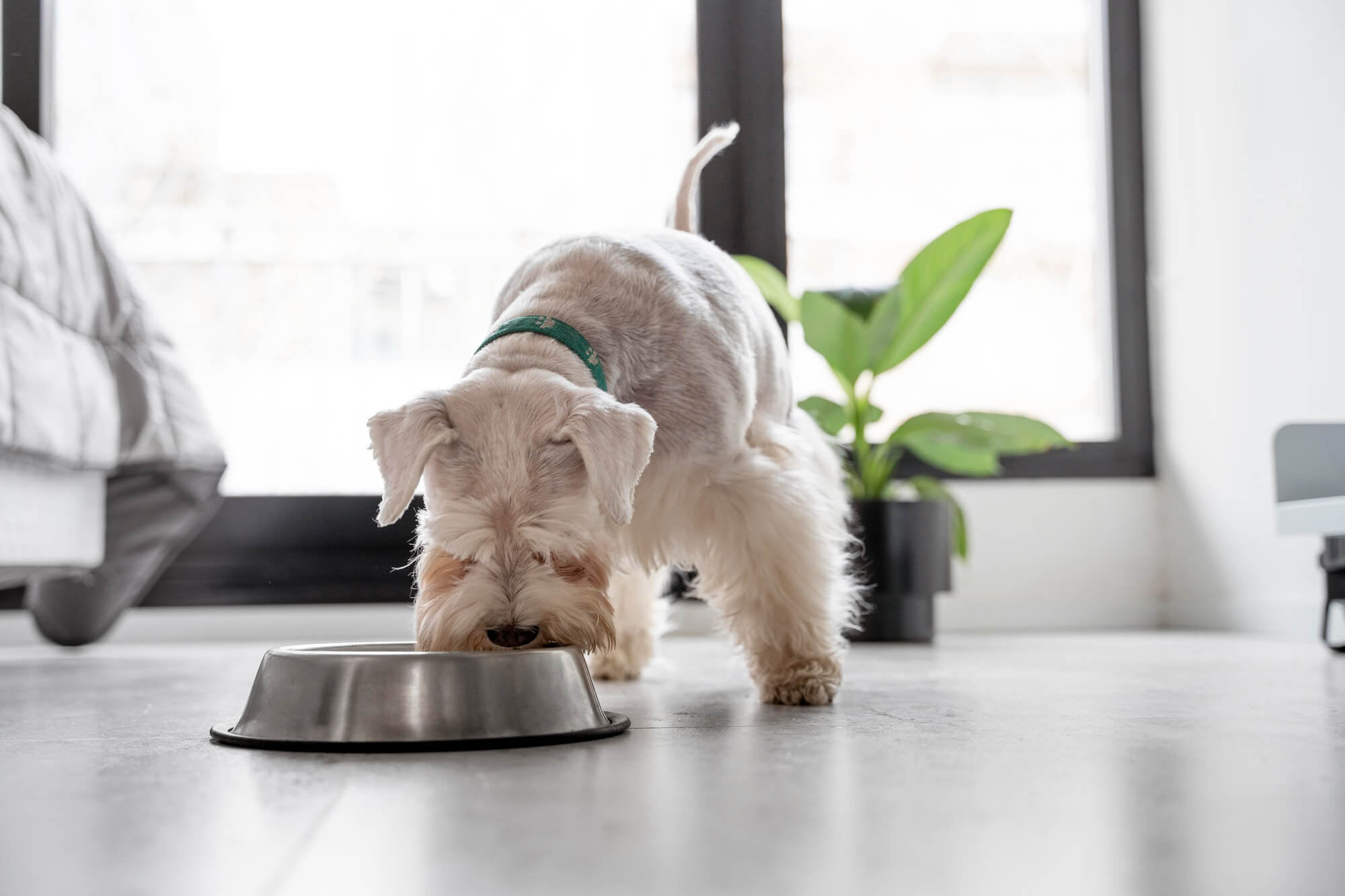 Cachorro branco e marrom comendo ração em um pote de metal, em ambiente interno.
