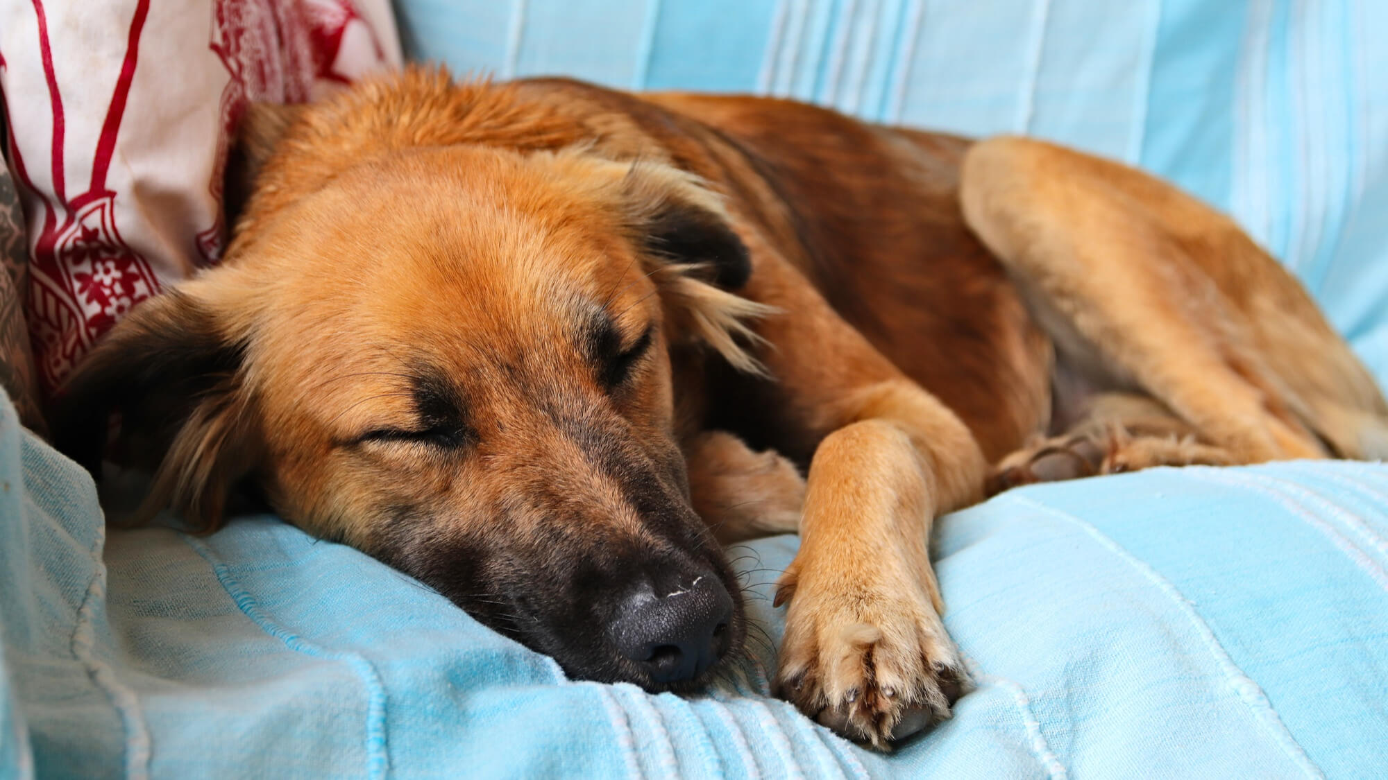 Cachorros dormindo: significado das posições, latidos e sonhos
