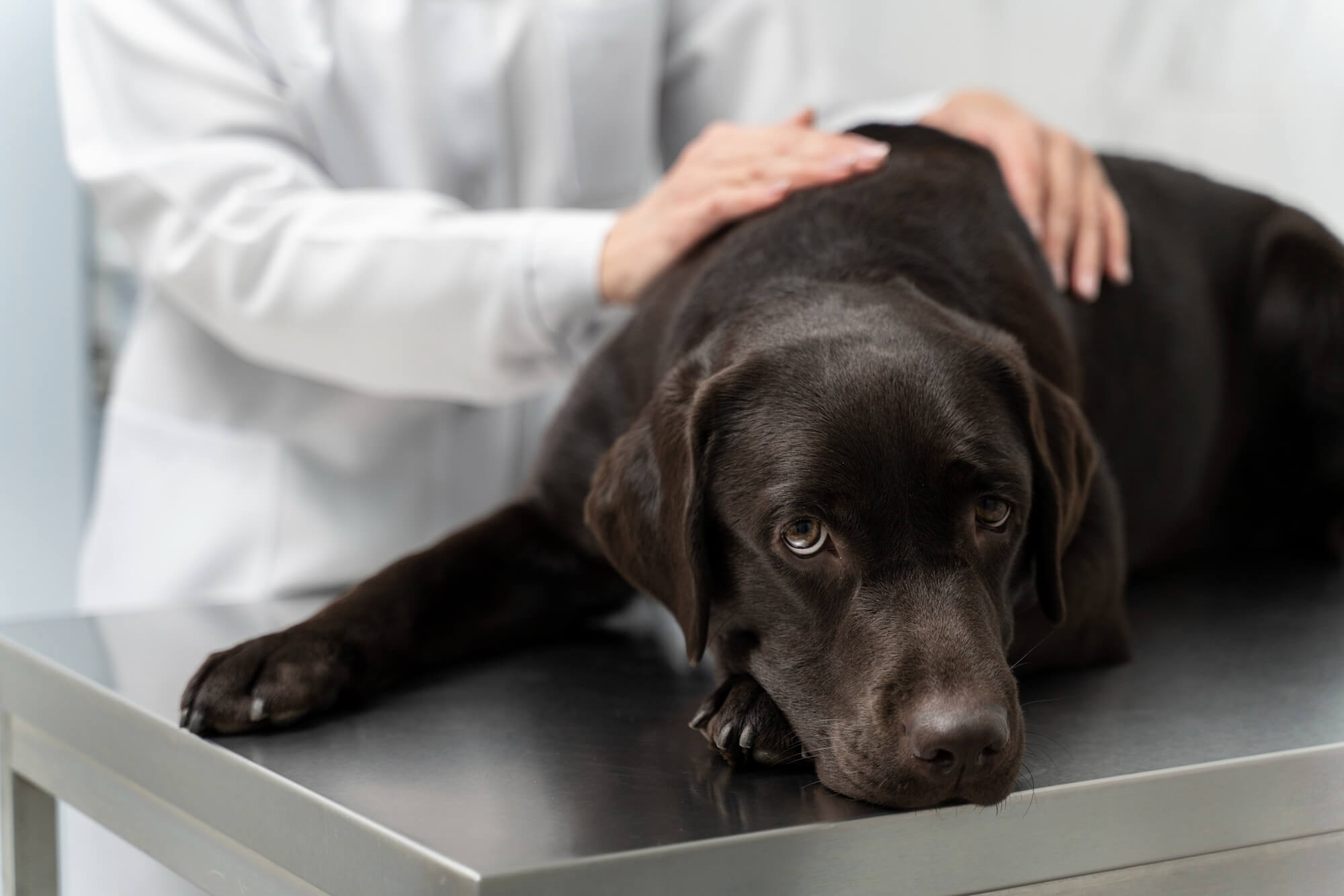 Cachorro preto, de grande porte, sob bancada de metal sendo cuidado por uma veterinária.
