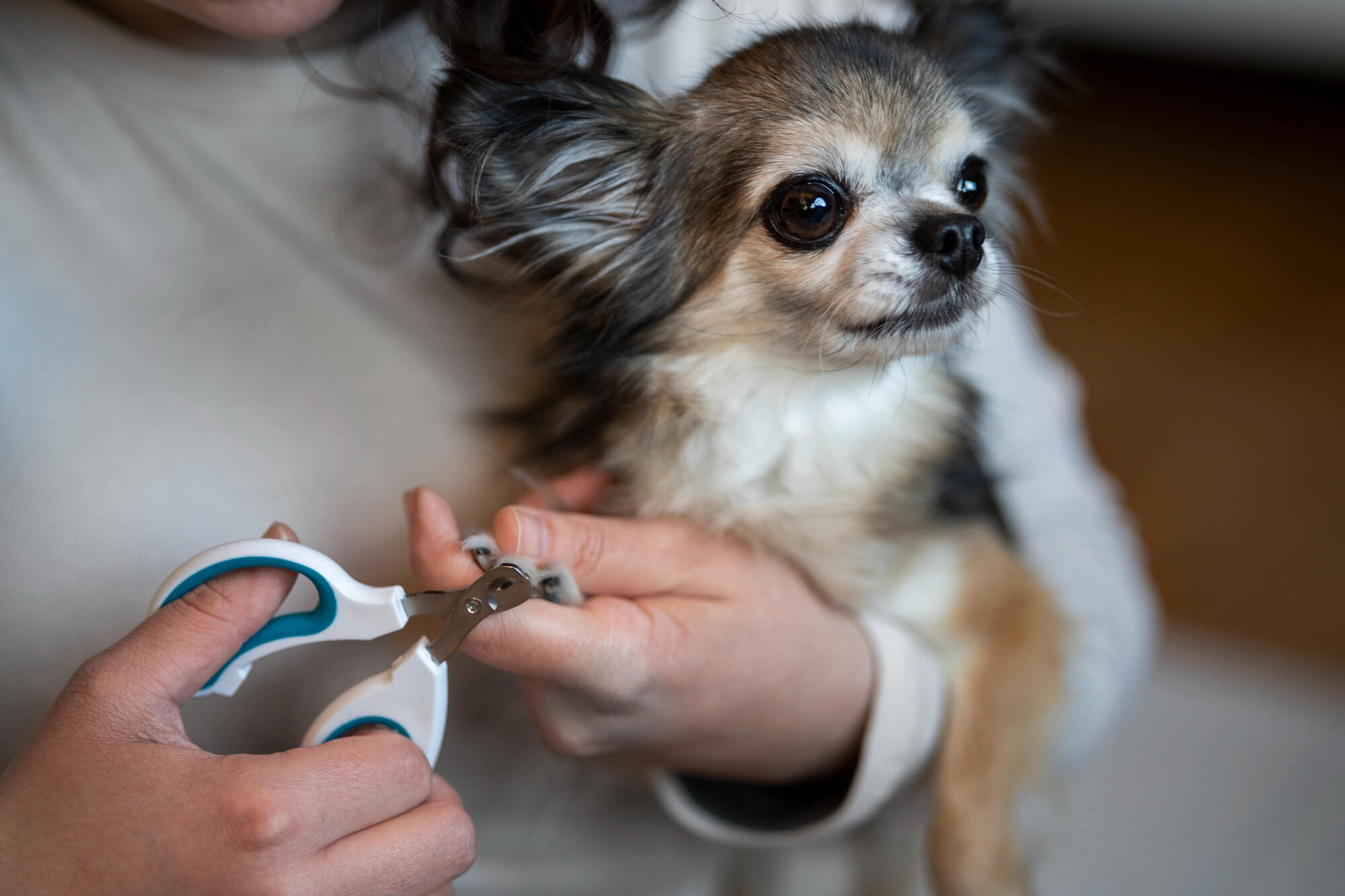 Foto de uma pessoa cortando as unhas de um cachorro 
