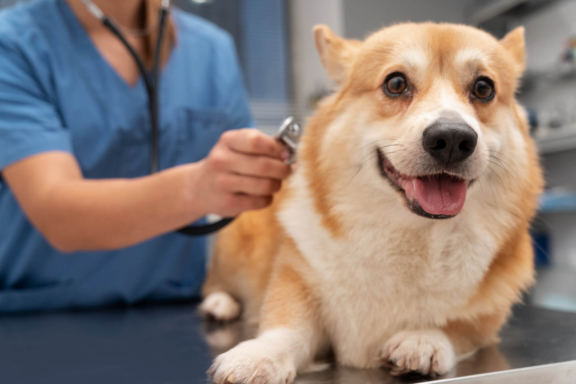 Cachorro marrom e branco, em consulta com veterinária.
