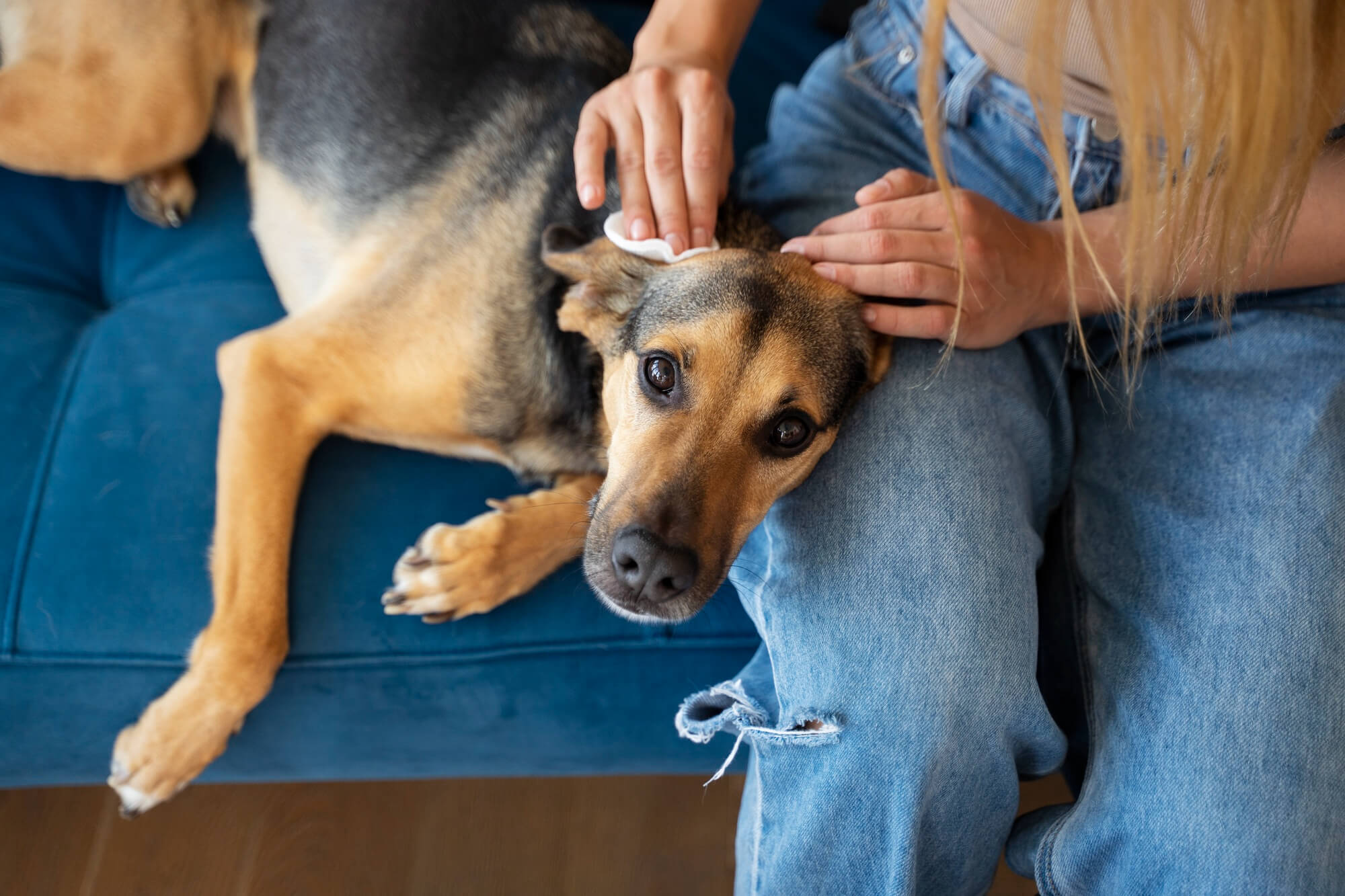 Coceira em cachorro: possíveis causas e como prevenir