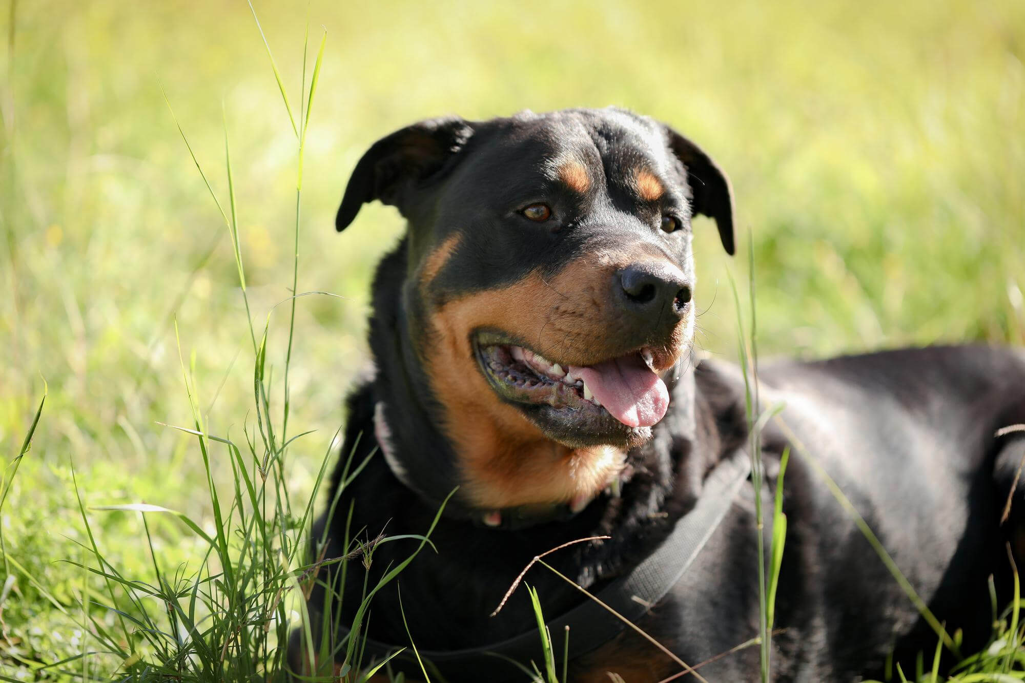 Imagem de um Rottweiler, de pelo preto e face marrom, com a língua para fora, deitado em um gramado.
