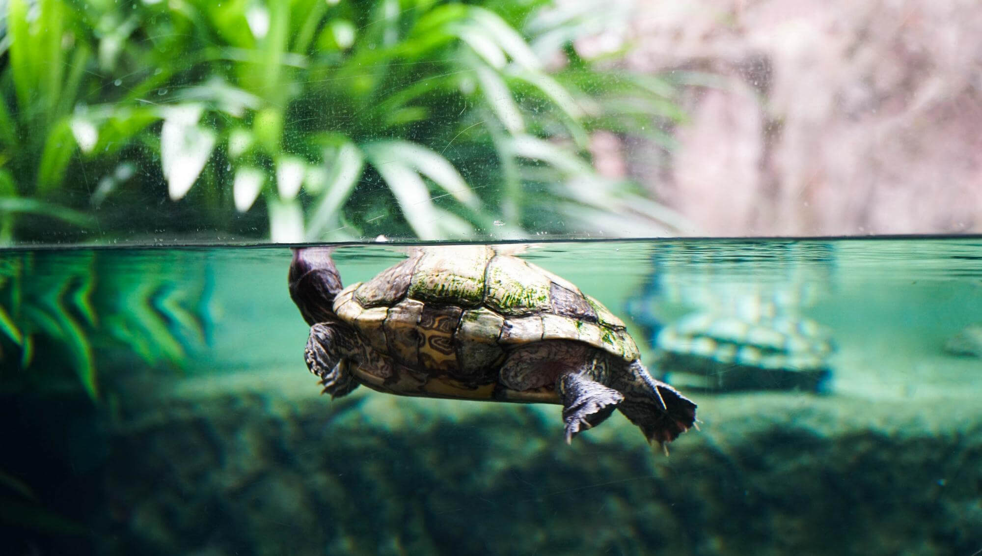 Tartaruga de aquário: cuidados e como escolher