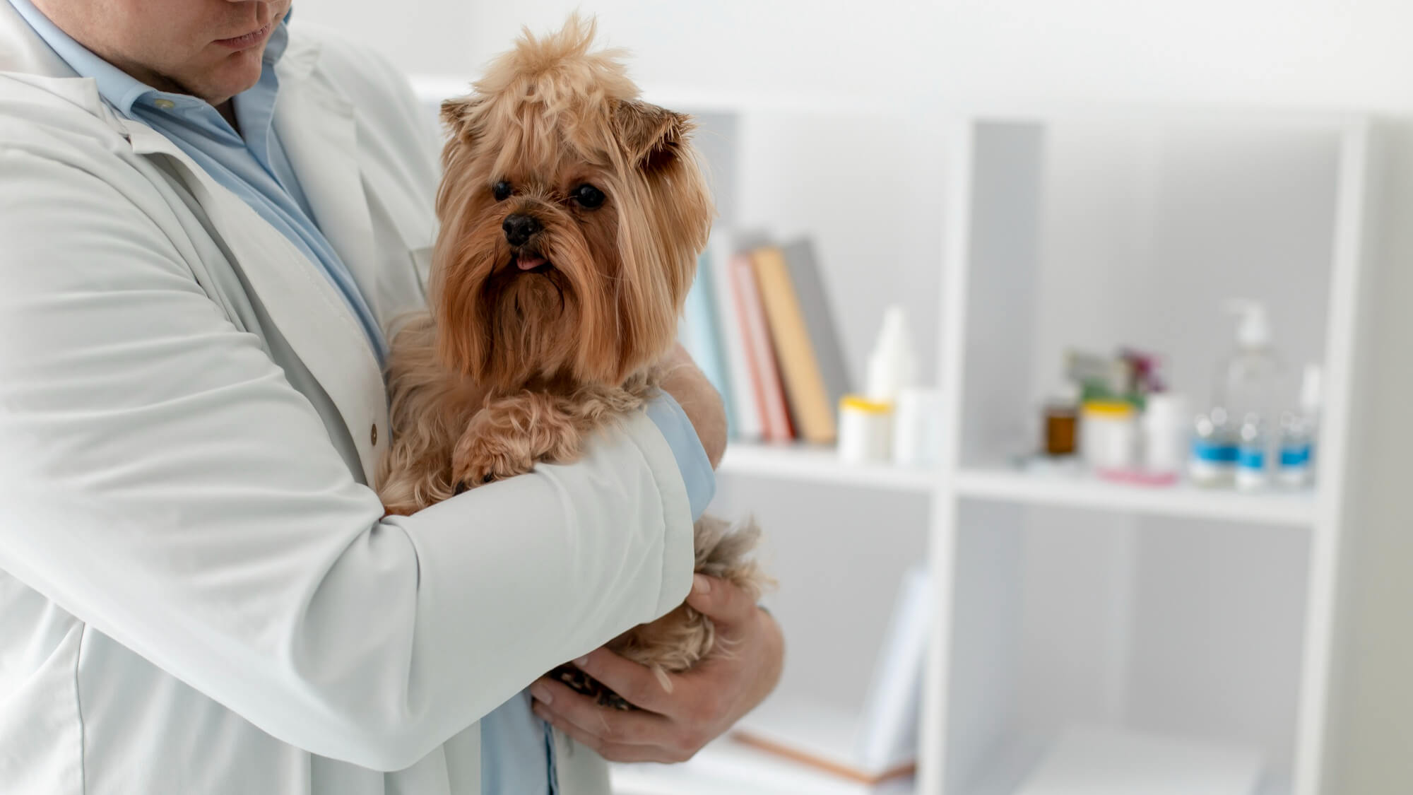 A imagem mostra um cachorro com febre no colo de um médico-veterinário
