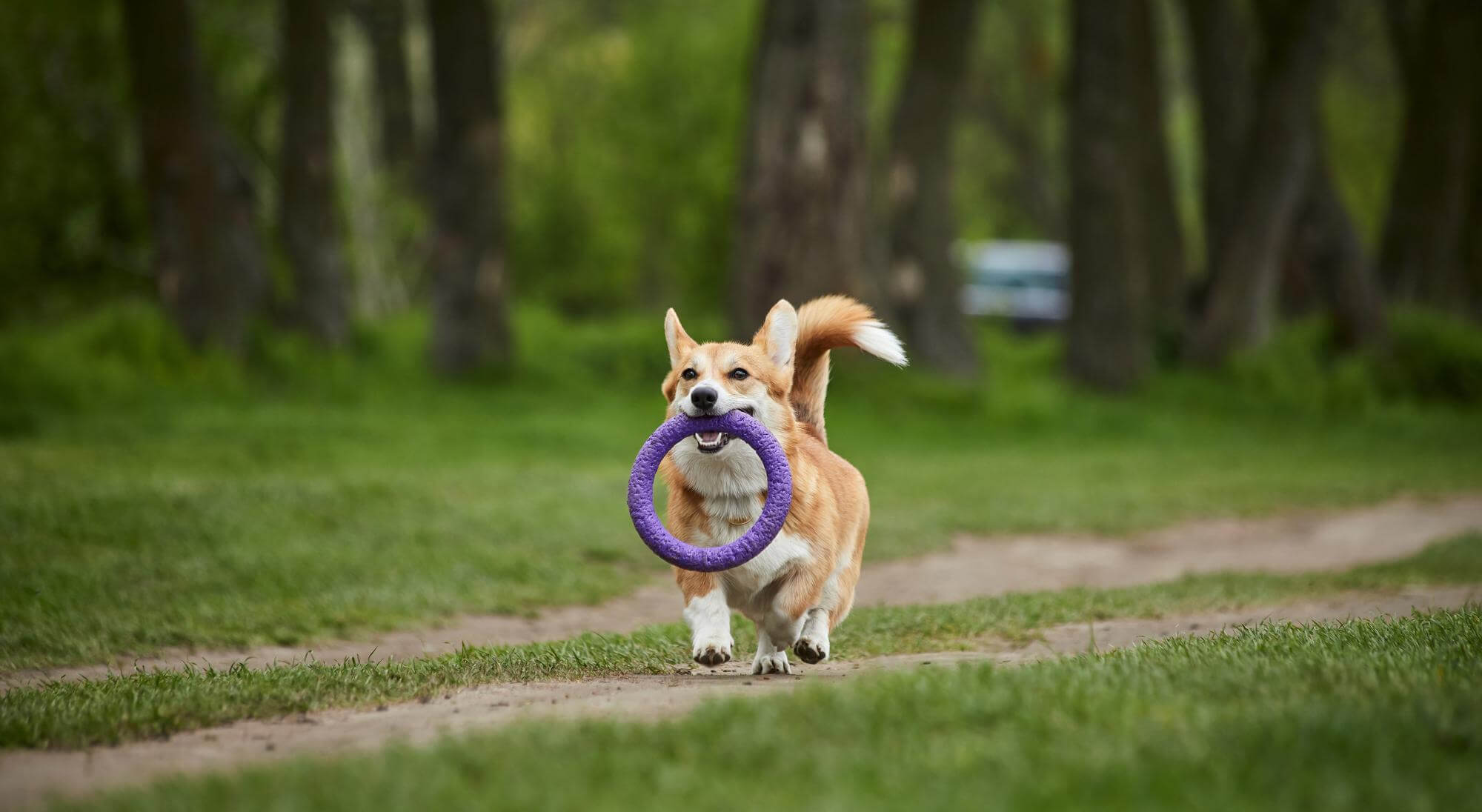 Imagem de cachorro de médio porte e aparência feliz, caminhando por um parque com um puxador circular roxo na boca.