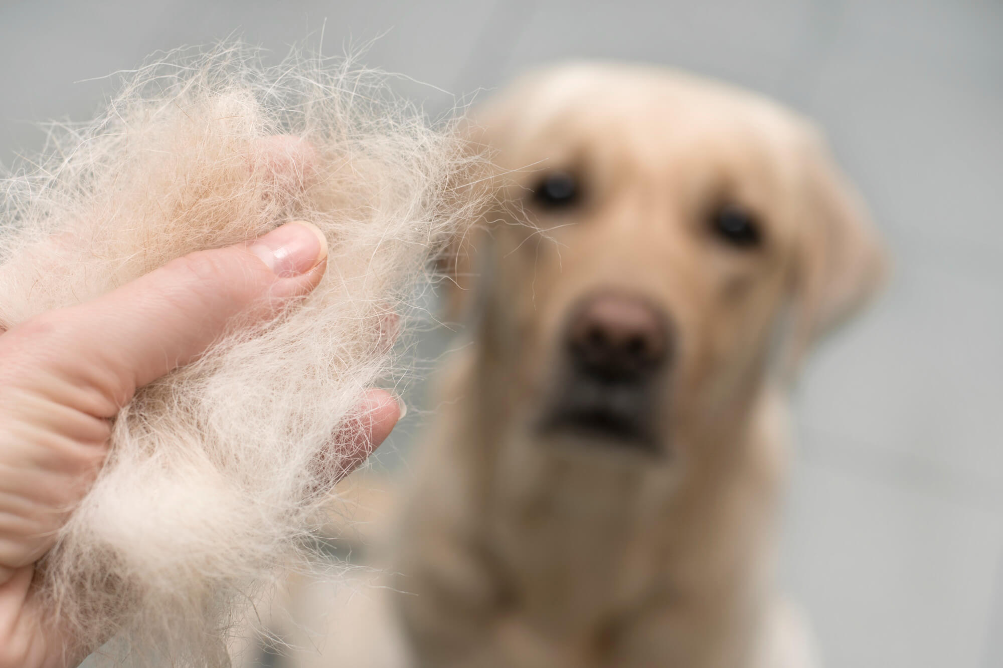 Queda de pelo em cachorro: sinais, causas e tratamento