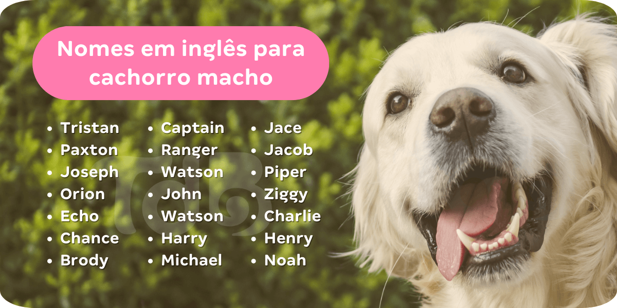 600 ideias de nomes para cachorros machos : Blog da Tudo de Bicho